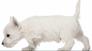 Specflue Dog